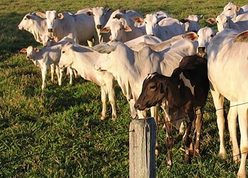 Prefeita lamenta cancelamento do carnaval em Rio Branco e diz que buscou diálogo com o governo