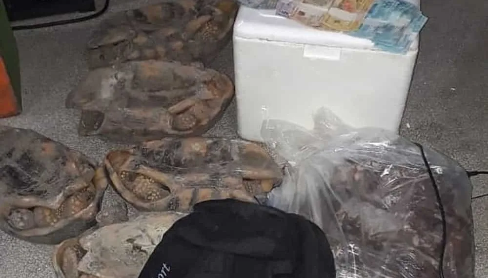 Carne estava embalada em isopor e saco plástico, segundo informou a polícia — Foto Divulgação PM AC