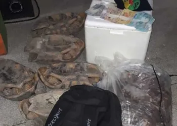 Carne estava embalada em isopor e saco plástico, segundo informou a polícia — Foto Divulgação PM AC