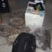 Carne estava embalada em isopor e saco plástico, segundo informou a polícia — Foto Divulgação PM AC