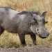 Agronegócio no Acre pode atrair bandos de javaporcos, alerta pesquisador