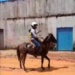 Morador de Manoel Urbano viraliza nas redes sociais ao criar “cavalo-taxi”