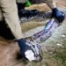Em Rio Branco, bombeiros capturaram dez cobras em apenas 24 horas