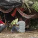 Acre registra 38 trabalhadores em condições semelhantes à escravidão em três fazendas