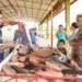 Feira do Peixe e da Agricultura Familiar deve movimentar 420 toneladas de produtos