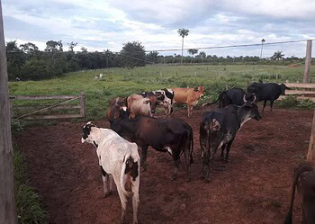 Sicredi é destaque nas liberações de crédito do Pronaf na região Centro Norte