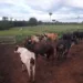 Sicredi é destaque nas liberações de crédito do Pronaf na região Centro Norte