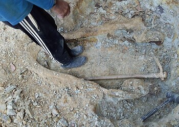 Fóssil de Purussaurus é encontrado por moradores às margens do Rio Acre 8 Fóssil de Purussaurus é encontrado por moradores às margens do Rio Acre