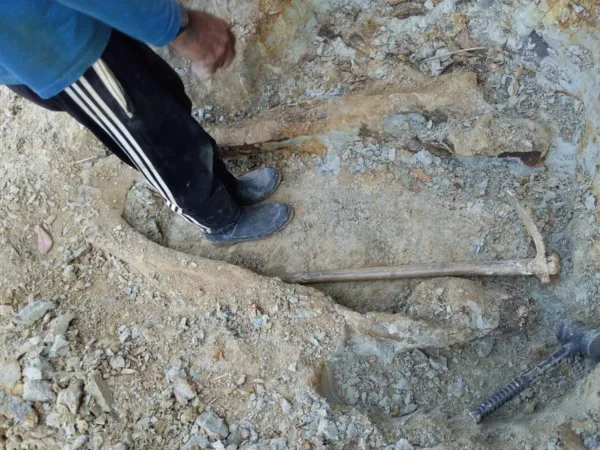 Fóssil de Purussaurus é encontrado por moradores às margens do Rio Acre 