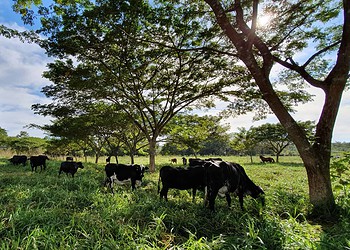Integração Lavoura-Pecuária-Floresta é destaque na Expoacre