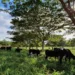 Integração Lavoura-Pecuária-Floresta é destaque na Expoacre