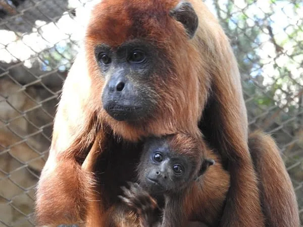 Zoológico de Brasília faz “chá revelação” para filhote de macaco descoberto no Acre