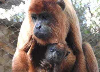 Zoológico de Brasília faz “chá revelação” para filhote de macaco descoberto no Acre