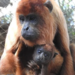 Zoológico de Brasília faz “chá revelação” para filhote de macaco descoberto no Acre