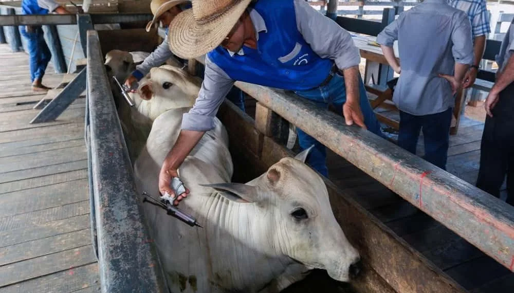 Acre deve vacinar mais de 3,3 milhões de animais na 42ª etapa de campanha contra febre aftosa