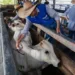 Acre deve vacinar mais de 3,3 milhões de animais na 42ª etapa de campanha contra febre aftosa