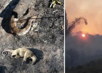 Cobra jibóia e tamanduá são encontrados mortos por bombeiros em queimada no Acre