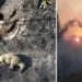 Cobra jibóia e tamanduá são encontrados mortos por bombeiros em queimada no Acre