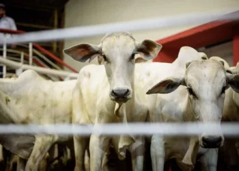 Leilão Mega Touros movimenta a economia na Expoacre