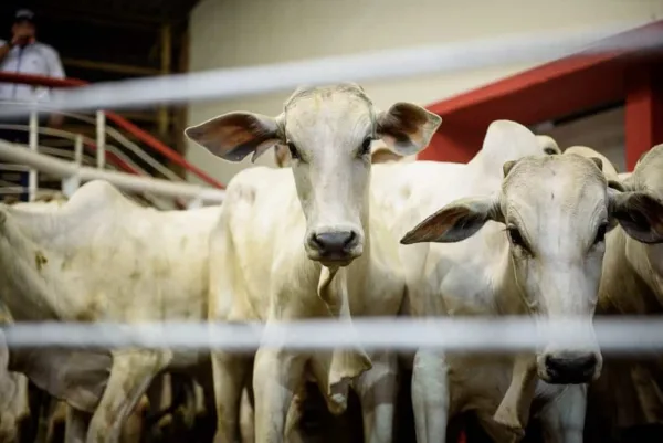 Leilão Mega Touros movimenta a economia na Expoacre