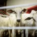 Leilão Mega Touros movimenta a economia na Expoacre