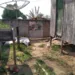 BARBARIDADE: Filho mata mãe e pai idosos a facadas em Sena Madureira