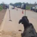 Motociclista morre após bater em caminhonete na BR-364