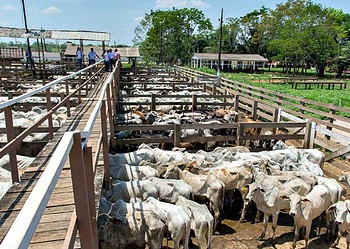 Em esquema de evasão fiscal, pecuaristas do Acre estariam levando gado para abate em RO  