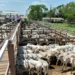 Em esquema de evasão fiscal, pecuaristas do Acre estariam levando gado para abate em RO  