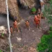 Carta pública alerta Bolsonaro e a sociedade sobre risco de genocídio dos “índios isolados”