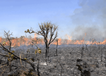 Operação de combate às queimadas embarga área de mil hectares no interior do Acre