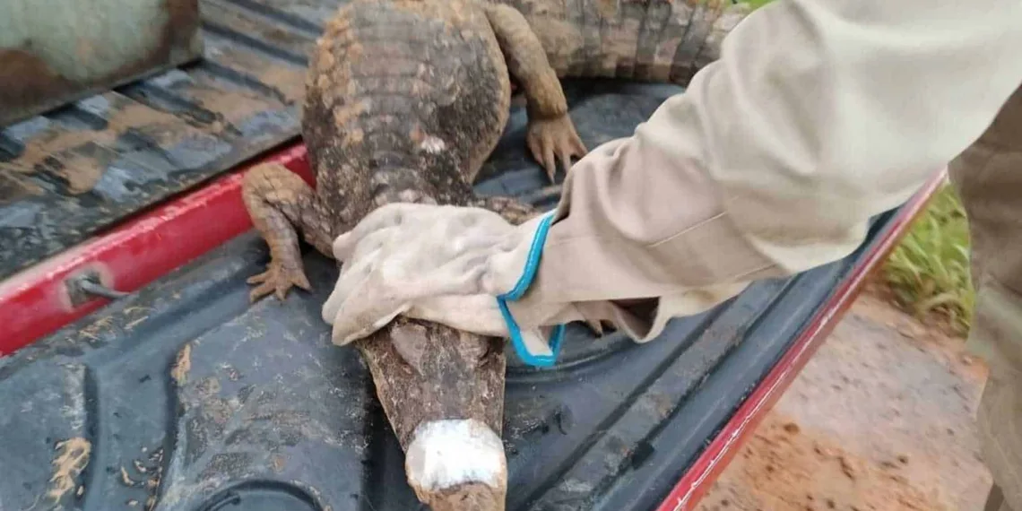 Jacaré de mais de 1 metro é capturado após comer galinhas e patos em quintal