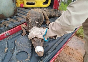 Jacaré de mais de 1 metro é capturado após comer galinhas e patos em quintal