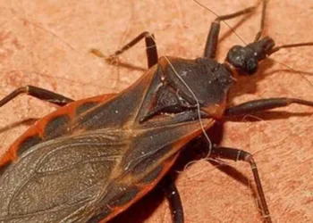 Combate à doença de Chagas terá investimento de US$ 20 milhões