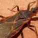 Combate à doença de Chagas terá investimento de US$ 20 milhões