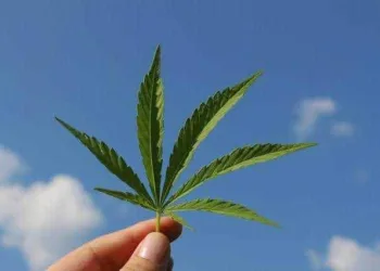 Anvisa autoriza fabricação e venda de medicamentos à base de Cannabis