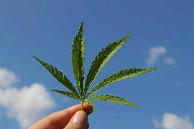 Anvisa autoriza fabricação e venda de medicamentos à base de Cannabis