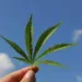 Anvisa autoriza fabricação e venda de medicamentos à base de Cannabis