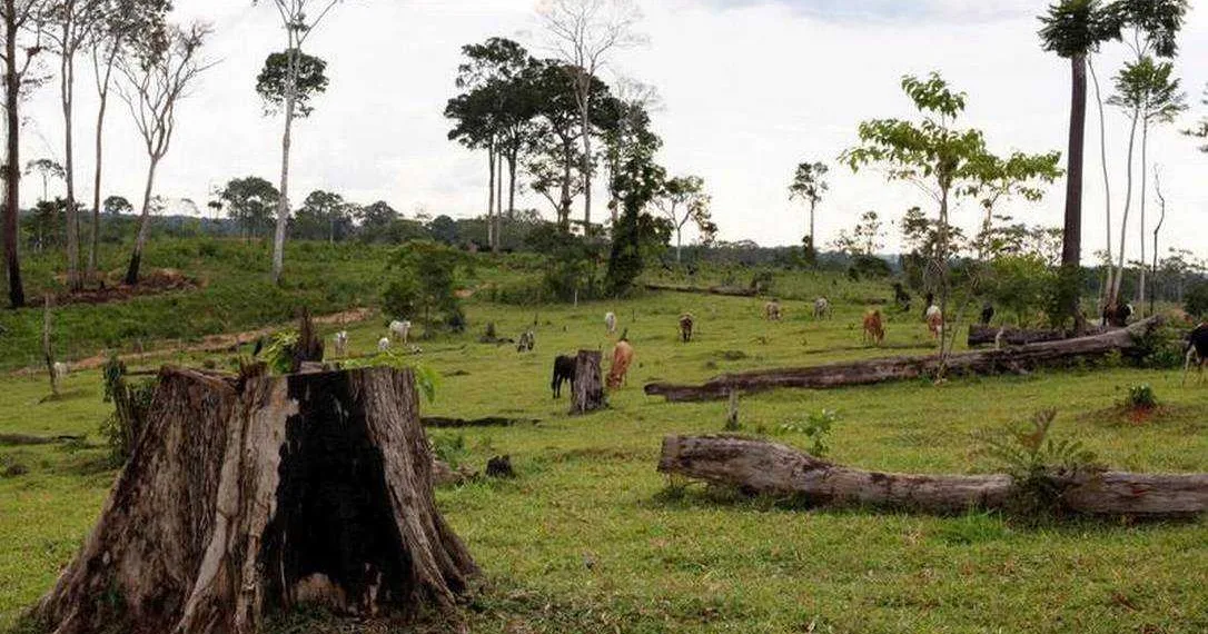Justiça Federal nega devolução de bois doados ao hospital do câncer no Acre  