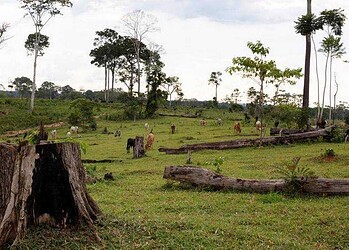 Justiça Federal nega devolução de bois doados ao hospital do câncer no Acre  