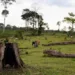 Justiça Federal nega devolução de bois doados ao hospital do câncer no Acre  