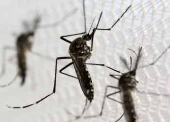 Acre continua em estado de risco para Índice de Infestação Predial do Aedes aegypti