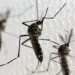 Acre continua em estado de risco para Índice de Infestação Predial do Aedes aegypti