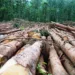 Desmatamento no Acre cresce e ambientalista teme avanço da prática: “Gravíssimo”