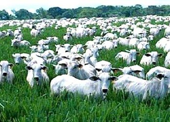 Desmatamento e criação de gado são os maiores emissores de CO2 em Rio Branco, aponta dados