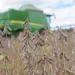 Gladson abre colheita da soja 2020 e afirma que agronegócio já é realidade no Acre