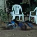 Suspeitos de matar netos a machadadas na frente da avó são presos em Rio Branco