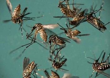 Além da pandemia de Covid-19, Acre vive surto de dengue, com mais de 4 mil casos em menos de 3 meses