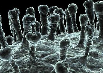 Casos de coronavírus sobem para 41 no Acre; Acrelândia chega a 6 confirmações