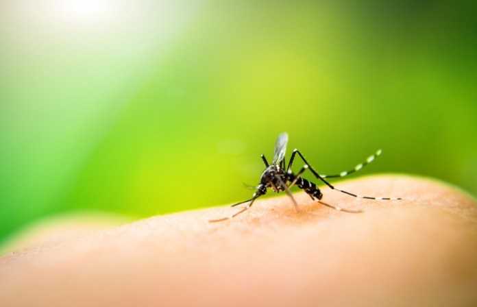 Mosquito da dengue continua vitimando acreanos. Em 2020, já foram 4.015 casos prováveis ate o dia 14 de março (FOTO DIVULGAÇÃO)